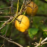 Quinta Do Vale Lemontree Nest São Bartolomeu de Messines