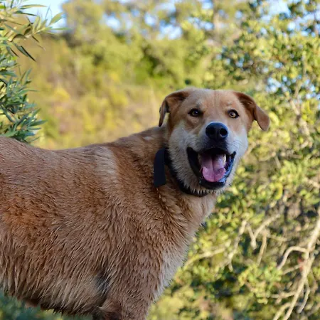Quinta Do Vale Lemontree Nest Appartamento