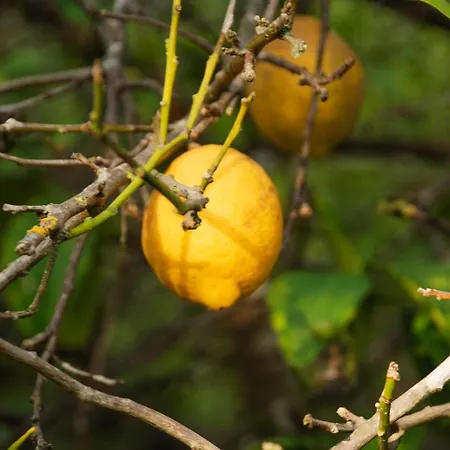 Quinta Do Vale Lemontree Nest São Bartolomeu de Messines